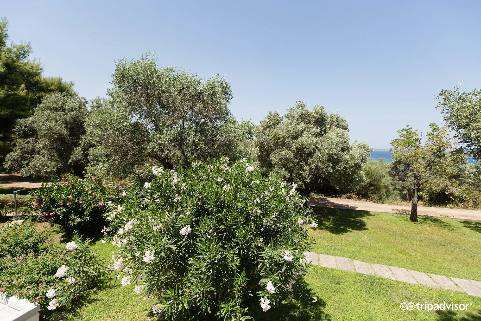 Giardino mediterraneo con ulivi, oleandri fioriti e scorcio sul mare