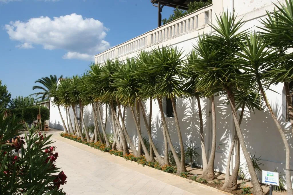 Viale pedonale con filare di palme accanto a edificio bianco e fiori