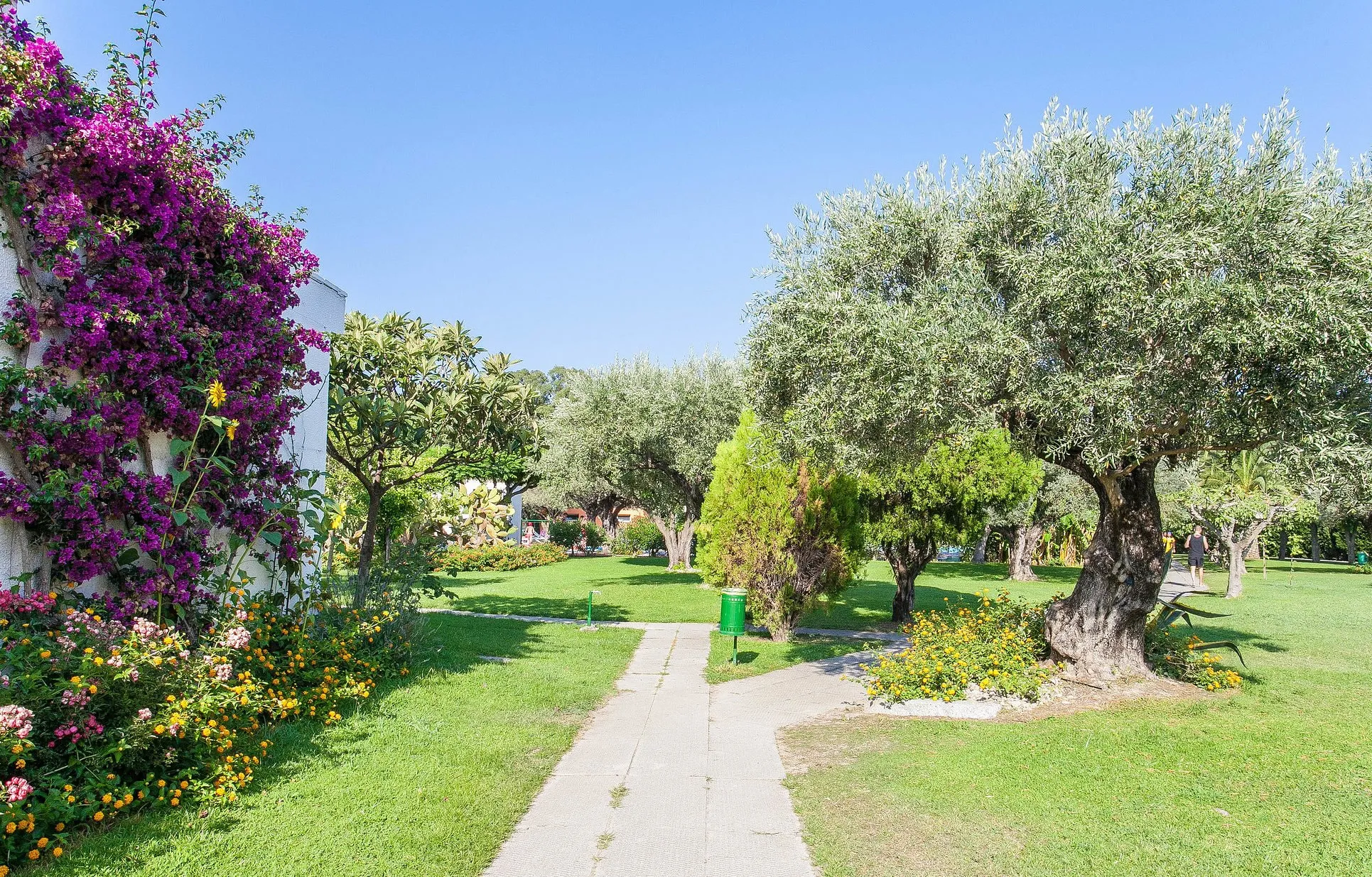 Vialetto tra prati verdi, ulivi e bouganville fiorita nel giardino del resort
